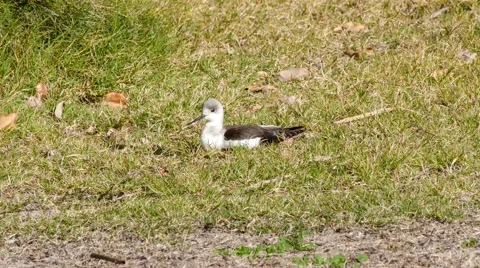 Long legged black-winged stilt (pied stilt) standing up from resting on grass Stock Footage 58303775