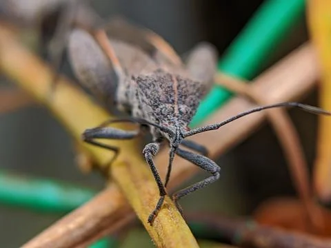 The long legged bug in a brown leaf Foto stock