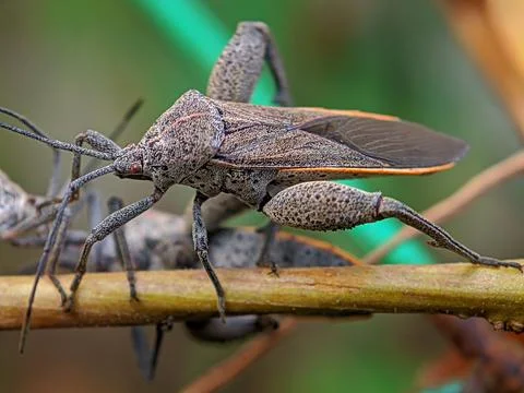 The long legged bug in a brown leaf yellow Stock Photos