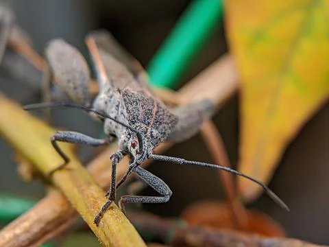 The long legged bug in a leaf Stock Photos