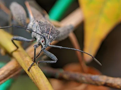 The long legged bug Stock Photos