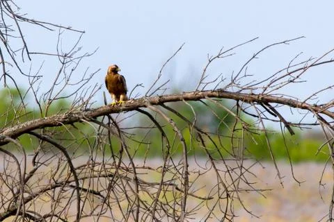 Long legged Buzzard on branch of tree Foto stock