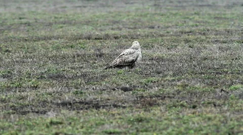 Long-legged Buzzard ( Buteo rufinus ) Stock Footage 33797007