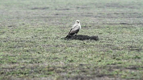 Long-legged Buzzard ( Buteo rufinus ) Video stock 33797010