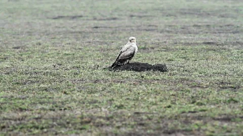 Long-legged Buzzard ( Buteo rufinus ) Video stock 33797124
