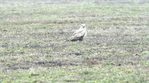 Long-legged Buzzard ( Buteo rufinus ) Video stock 33797127