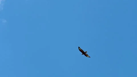 Long-legged Buzzard Buteo rufinus flying in the sky Video stock 235734735