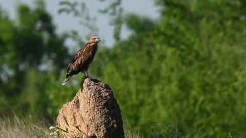 Long-legged Buzzard Buteo rufinus. Bird young resting sitting on a stone Stock-Footage 246771537