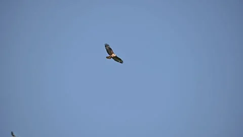 Long-legged Buzzard Buteo rufinus flying in the sky slow motion Stock-Footage 248953785