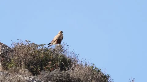 Long-legged Buzzard (Buteo rufinus) Resting on a Bush Stock-Footage 332776702