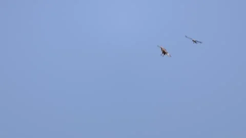 Long-legged buzzard (Buteo rufinus) flying in the air while being harassed by a  Stock Footage 336740085