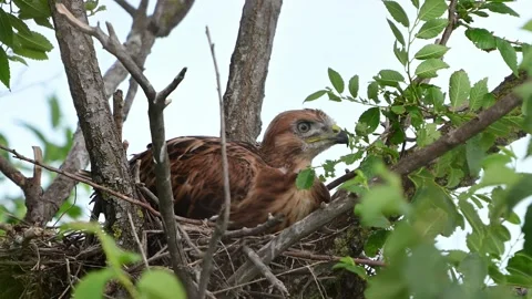 Long-legged Buzzard Buteo rufinus Chick Sitting in Nest in Wild Nature  Vídeos de archivo 338089271