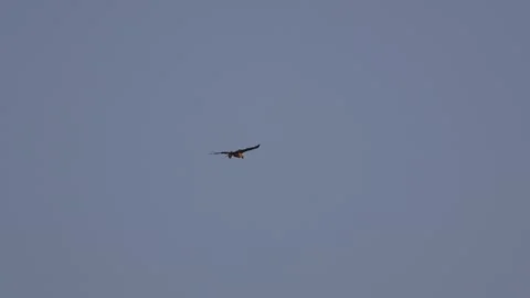 Long-Legged Buzzard Hovering In Air With Prey Full HD 1920x1080 Stock Footage 339583622