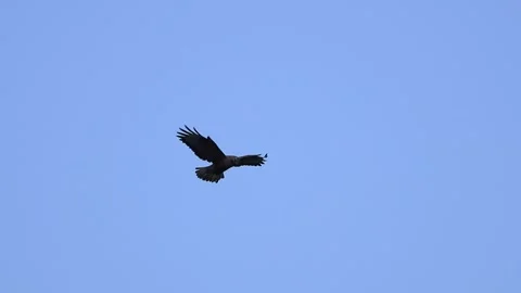 Long-legged Buzzard Hovering in Mid-Air - Hunting Behavior, Cyprus Stock Footage 333590497