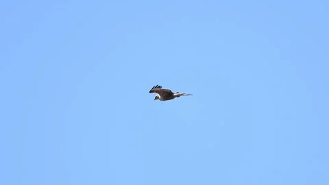 Long-legged Buzzard Hovering in Mid-Air - Hunting Behavior, Cyprus Stock-Footage 333590532