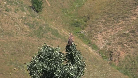 Long legged buzzard perches on tree with raptor detail - Tint and Head Largely Stock Footage 339560109