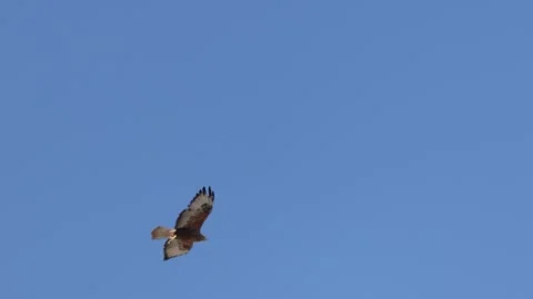Long-legged buzzard soaring in a clear blue sky. Wild bird of prey, Buteo rufinu Stock Footage 343990860