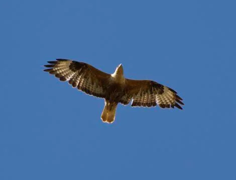 Long-legged buzzard soaring in a sky kalmykia. Stock Photos