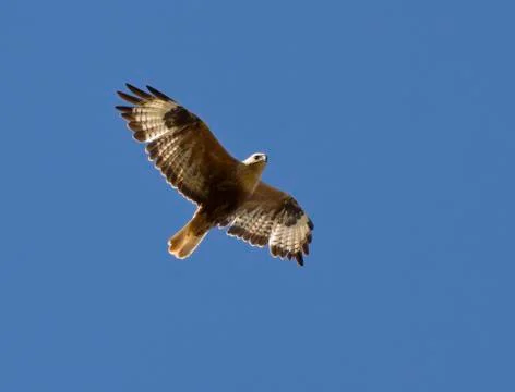 Long-legged buzzard soaring in a sky kalmykia.. Stock Photos