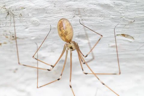 Long-legged cellar spider hanging from a textured white indoor wall 스톡 사진