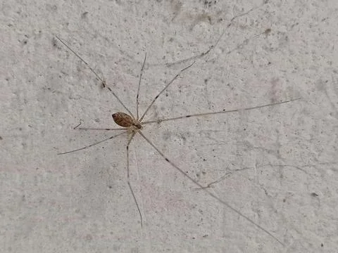 Long Legged Cellar Spider on Wall Surface Close Up Stock Photos