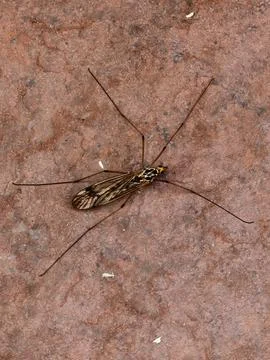 Long-legged crane fly resting on textured stone surface Foto stock