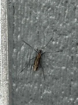 Long Legged Crane Fly on Textured Wall Stock-Fotos