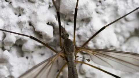 Long-legged daddy insect, close-up Stock Footage 162518262