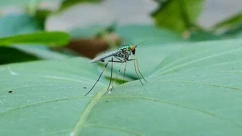 Long-legged flies on leaf. Stock Footage 72258776