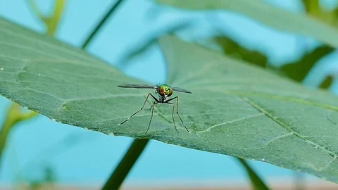 Long-legged flies on leaf. Stock Footage 72328037
