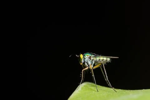 Long-legged flies Stock Photos