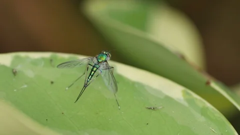Long-legged fly cleaning its legs Stock Footage 87916709