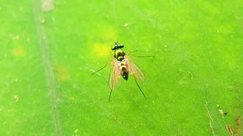 Long-legged Fly (Dolichopodidae) Flying Off Leaf 4K Slow Motion Stockbeeldmateriaal 346229172