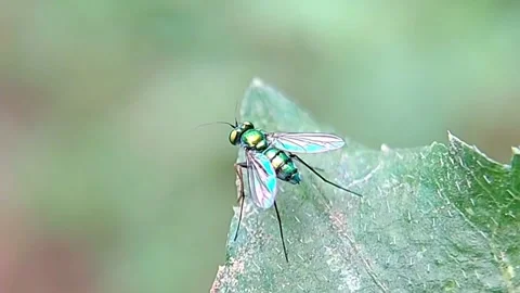 Long-legged Fly (Dolichopodidae) Resting on Green Leaf 4K Slow Motion Stock Footage 346230464