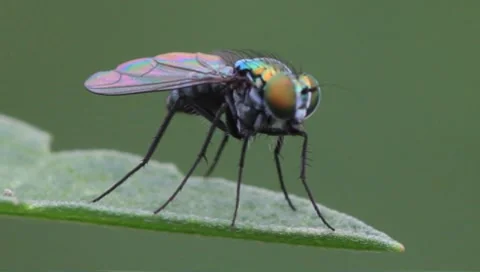 Long-legged fly Dolichopus spp. Stock Footage 8578950