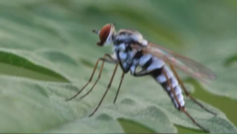Long-legged fly Dolichopus spp. Stock Footage 8660646