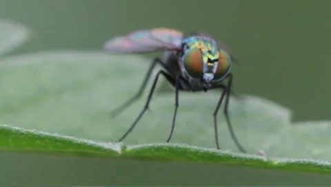 Long-legged fly Dolichopus spp. Stock Footage 8665969