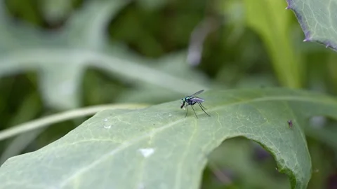 Long-legged fly eating a smaller fly. Stock Footage 156776086