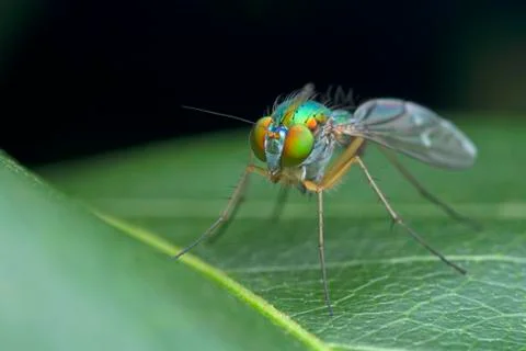 Long legged fly on green leaf in nature Stock Photos