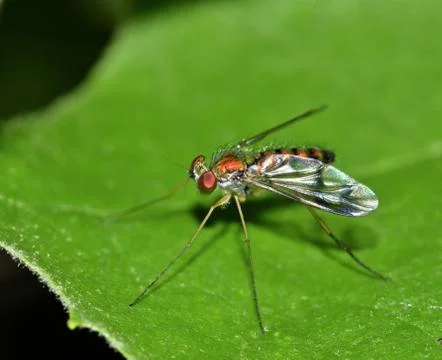 Long-Legged Fly Stock Photos