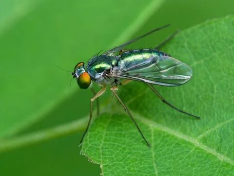 Long-legged fly Foto stock