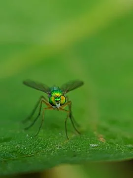  Long legged fly Stock Photos