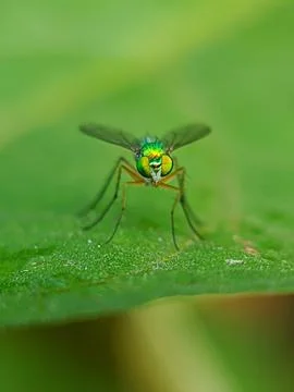 The long legged fly Stock Photos