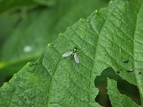 Long-Legged Fly Resting on a Large Leaf Stock Photos