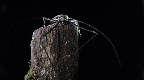 Long Legged Harlequin Beetle Resting On Tree Trunk At night 2 Stock Footage 40341358
