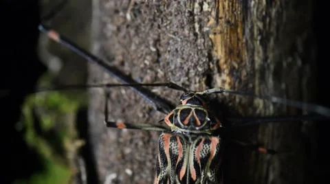 Long Legged Harlequin Beetle Resting On Tree Trunk At night Stock Footage 40341363