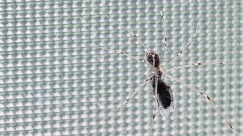 Long-legged harvest spider on the window eats a fly, close-up Vídeos de archivo 275840803