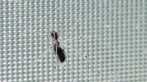 Long-legged harvest spider on the window holding a fly, close-up Vídeos de archivo 275840879