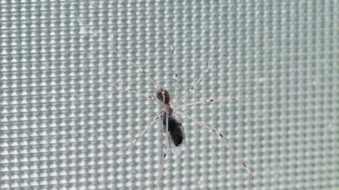 Long-legged harvest spider on the window holding a fly Vídeos de archivo 275840969