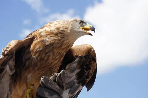 A long-legged hawk is looking around. Stock Photos